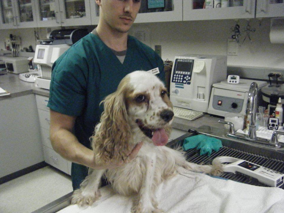 Pet Friendly VCA Piedmont Animal Hospital