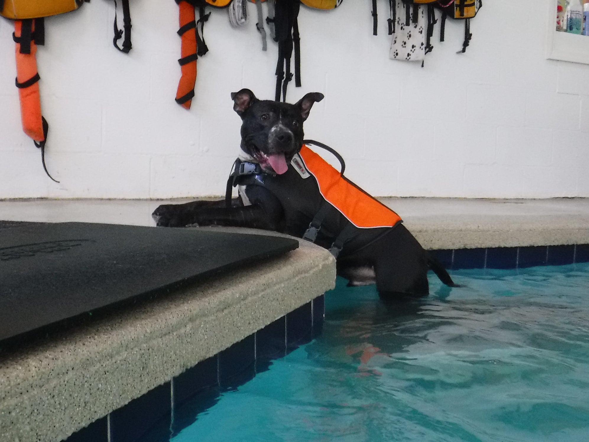 Pet Friendly Splash Dog