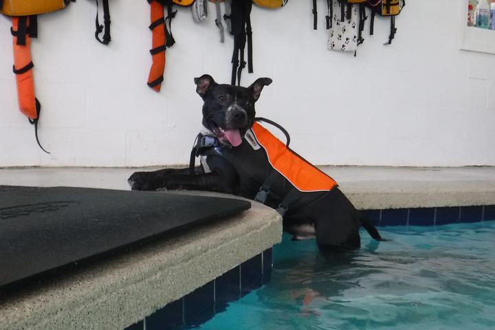 Pet Friendly Splash Dog