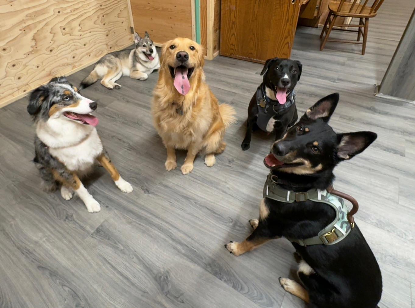 Pet Friendly Pawsome Park and Lodge