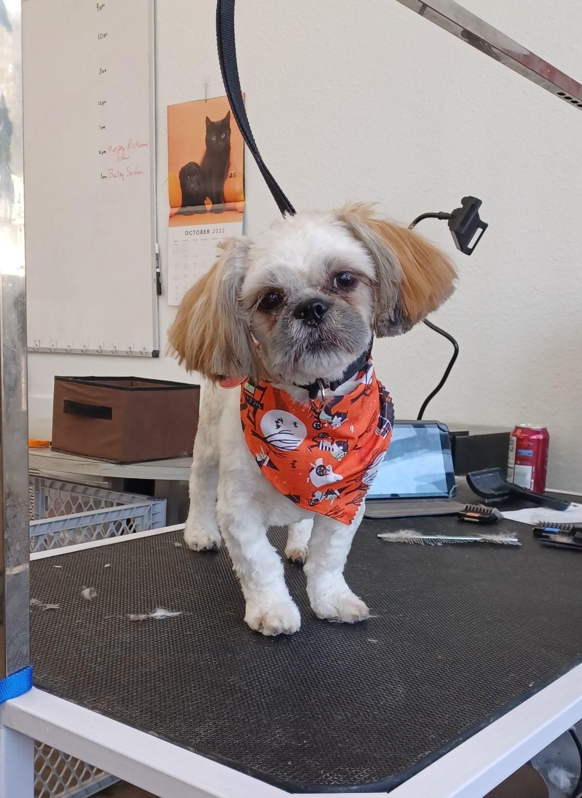 Pet Friendly Raggedy Dog Grooming