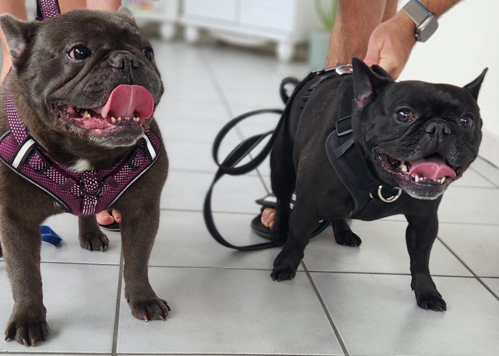 Pet Friendly Cayman Animal Hospital