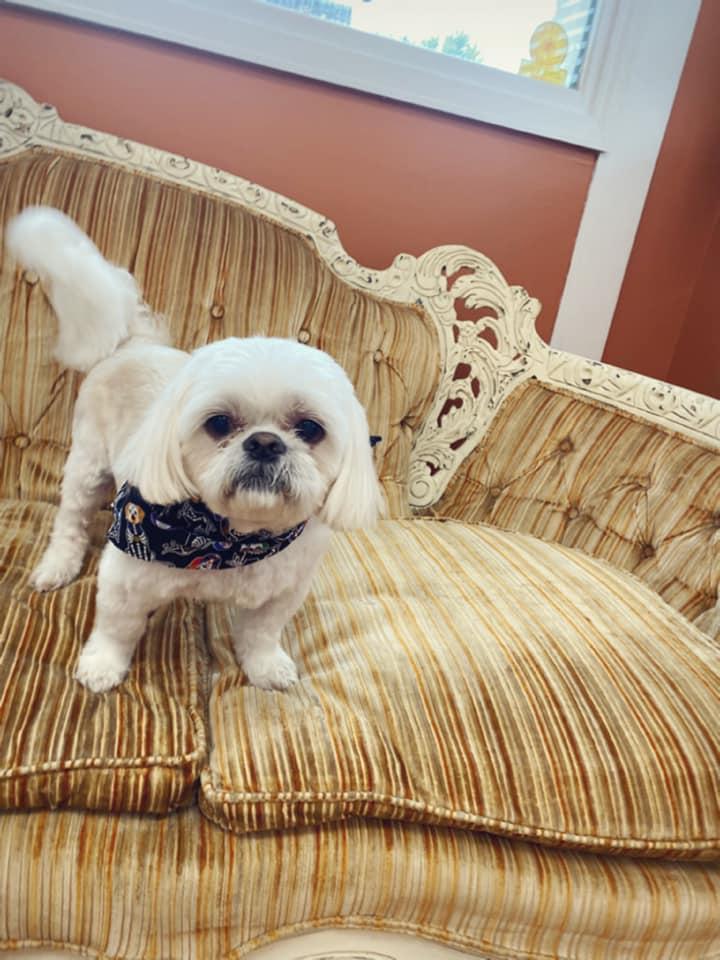 Duke And Dixie's Dog Grooming