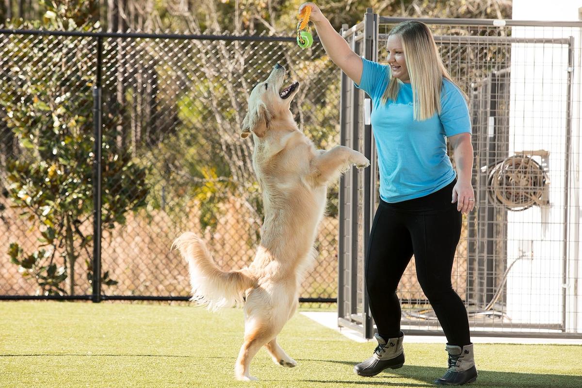 Directory of Pet Businesses in Middleburg FL BringFido
