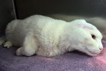 Top Veterinarians Worldwide Bringfido