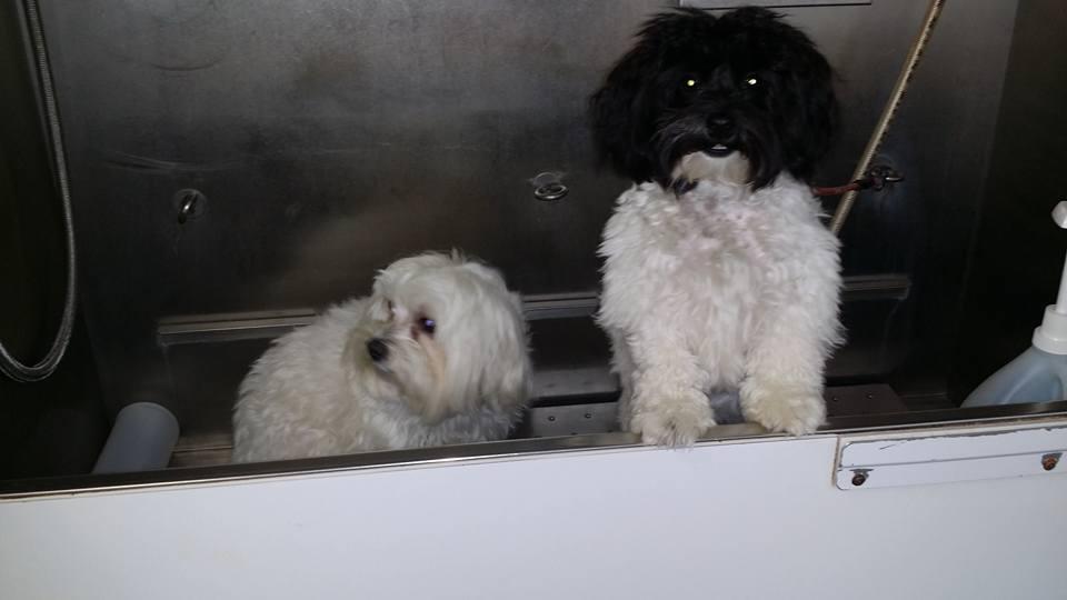 Tip to Tail Mobile Grooming