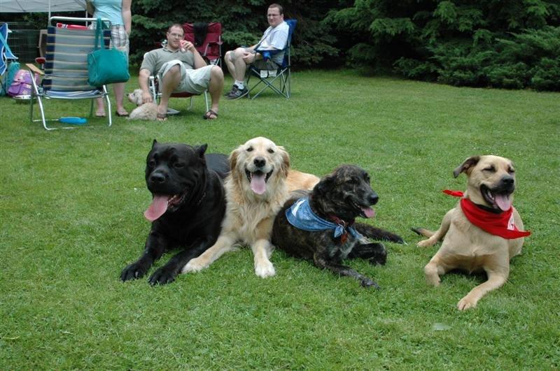 Best Friends Dog Training