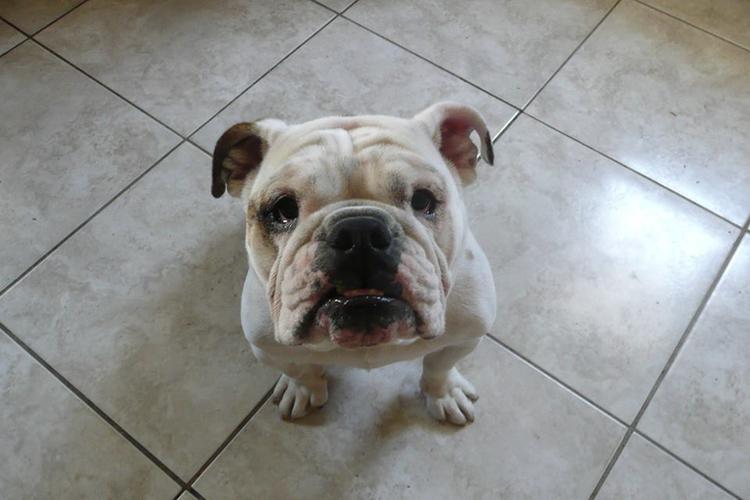 Angel Care Pet Sitting & Services LLC