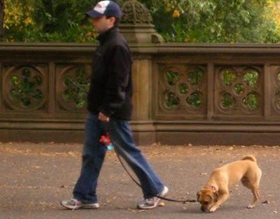 Pet Friendly Dog Walking New York
