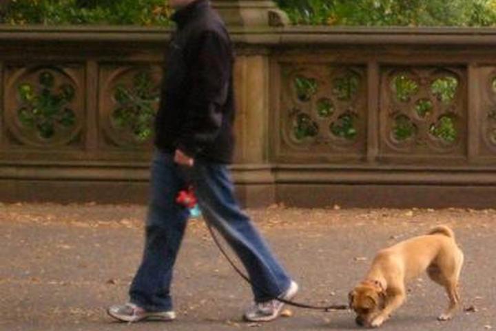 Pet Friendly Dog Walking New York