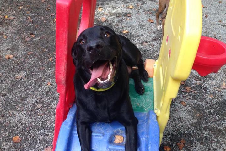 Pet Friendly Paws At Play Animal Hospital