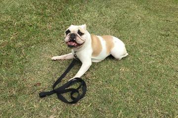 Directory Of Doggie Daycare Boarding In Sunrise Fl Bringfido