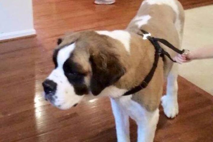 Directory Of Pet Businesses Pet Friendly Villaridge Sitters Llc In Reston Va