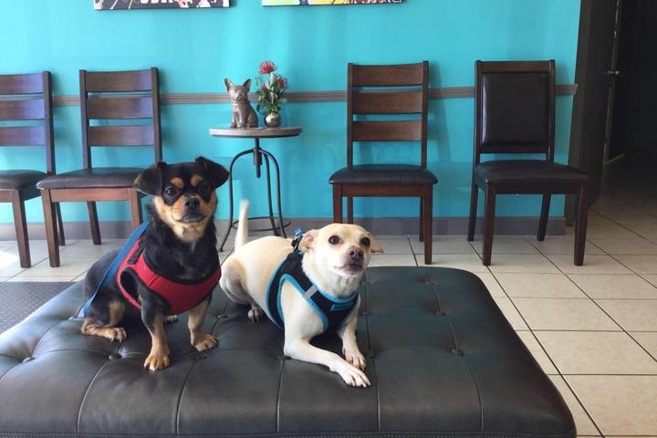 Directory of Veterinarians in Houston, TX - BringFido Directory of Veterinarians in Houston, TX - BringFido