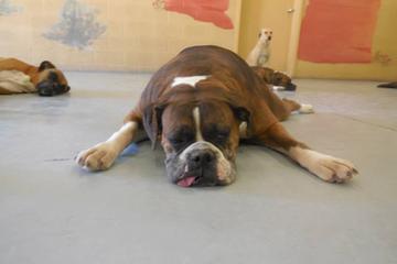 Directory Of Doggie Daycare Boarding In Salt Lake City Ut Bringfido