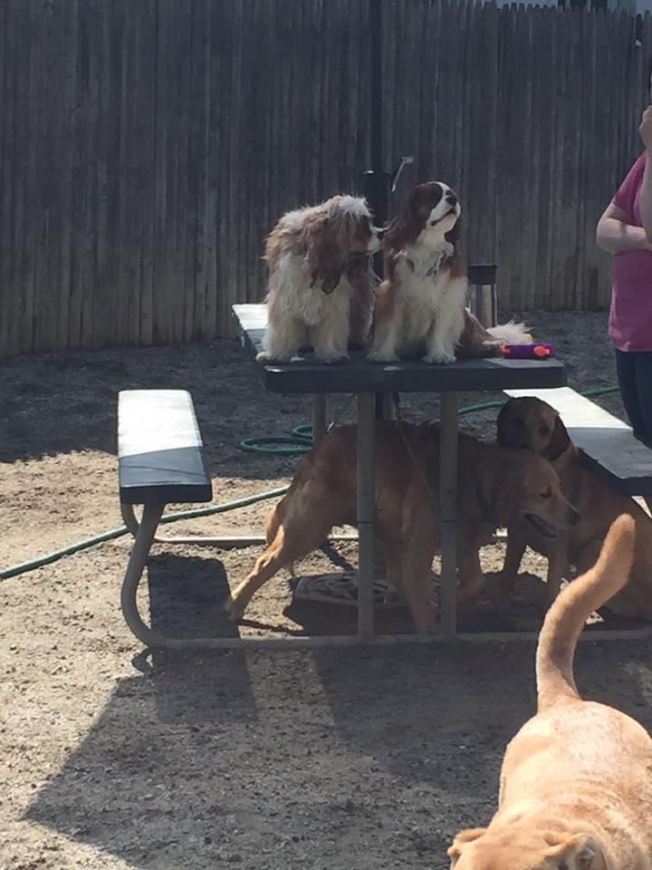 Pet Friendly Diamond Creek Pet Retreat/Canine Sports Center
