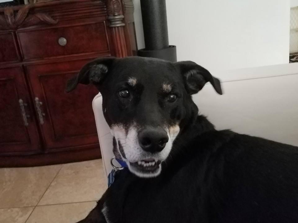 Paws on the beach dog walking