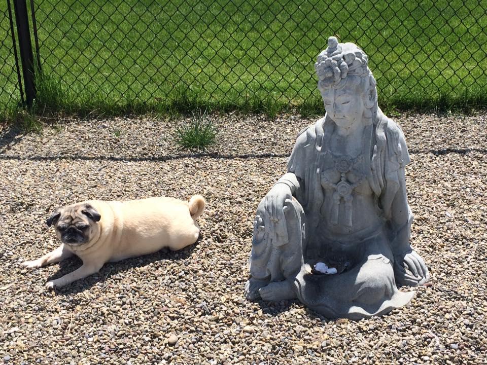 Directory Of Pet Sitters Dog Walkers In New York Bringfido