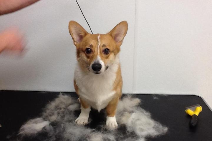 Directory Of Dog Grooming In Pennsylvania Bringfido