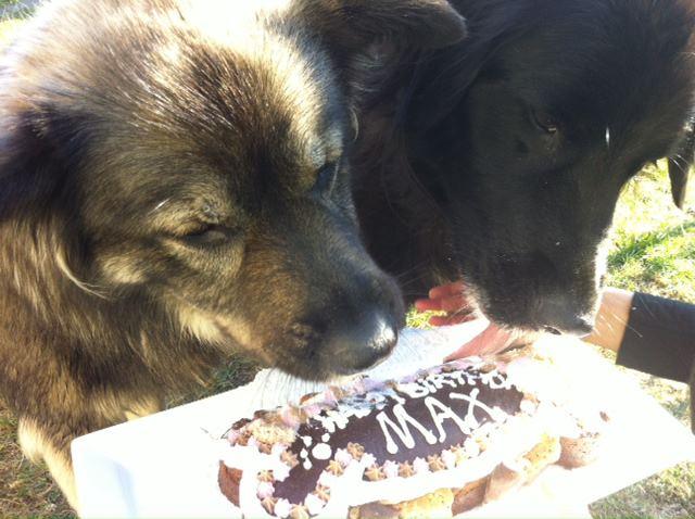 just like home pet resort