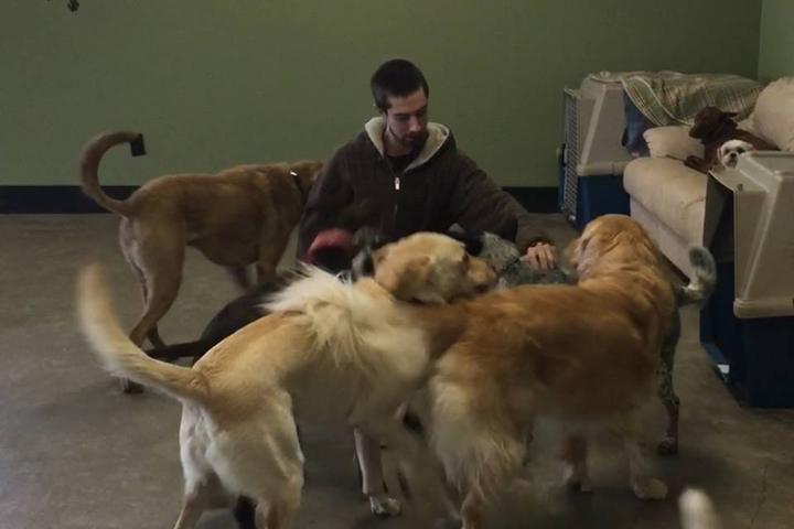 Directory of Doggie Daycare & Boarding in Rochester, WA - BringFido Directory of Doggie Daycare & Boarding in Rochester, WA - BringFido