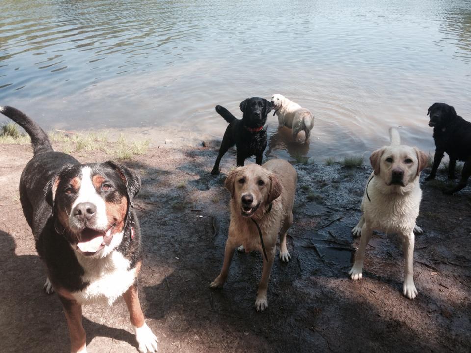 Pet Friendly The Paw Pack Adventure Club
