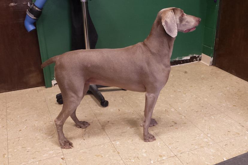 Directory of Dog Grooming in West Richland, WA - BringFido Directory of Dog Grooming in West Richland, WA - BringFido