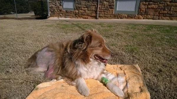 Australian Shepherd  Metropolitan Veterinary Center