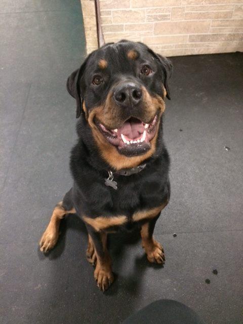 stay and play dog care