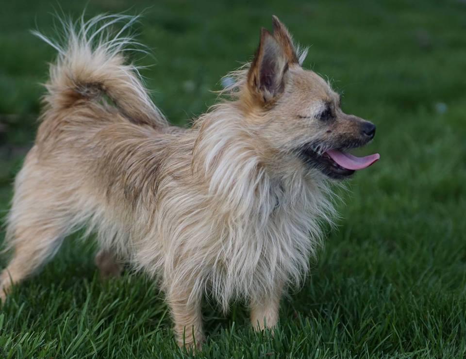 Directory of Pet Stores in Oberlin OH BringFido