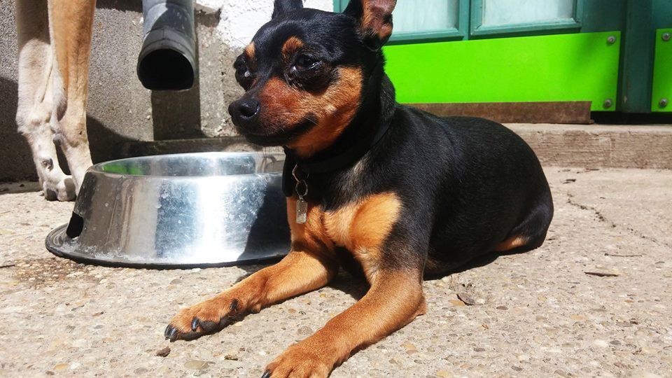 mini pinscher craigslist