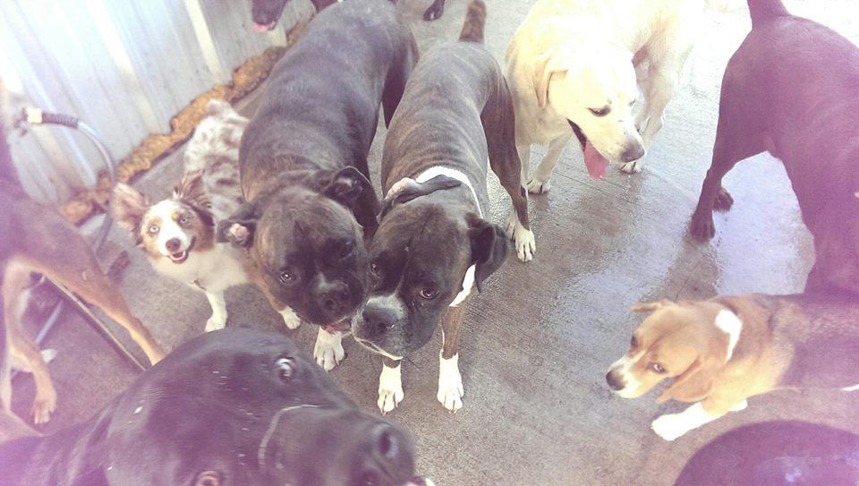 Always Look Up There Are Treats Beyond Your Wildest Dreams Waiting Who Wouldn T Want To Shower That Face In Treats Dog Quotes Dogs Dog Poems