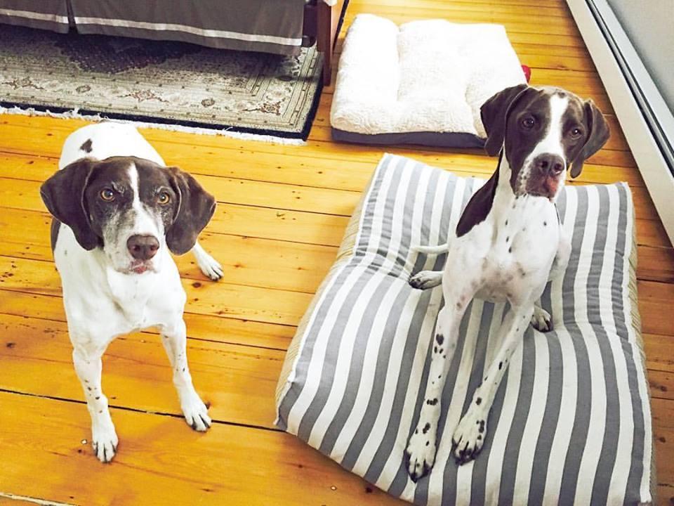 Portsmouth Dog Walks