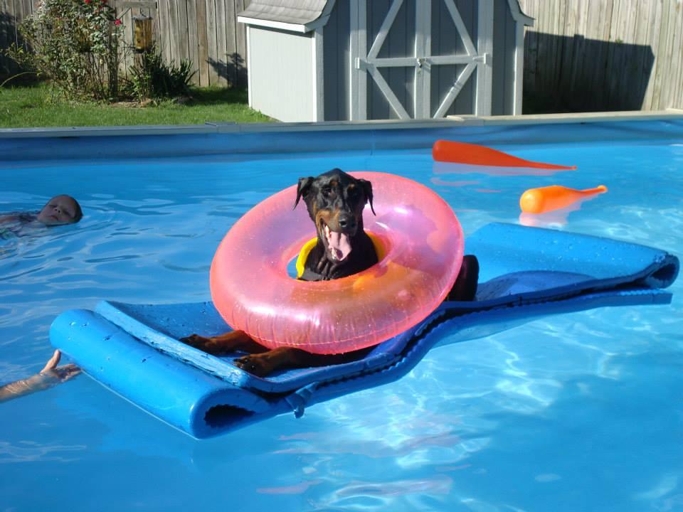 Family Dog Center of Illinois