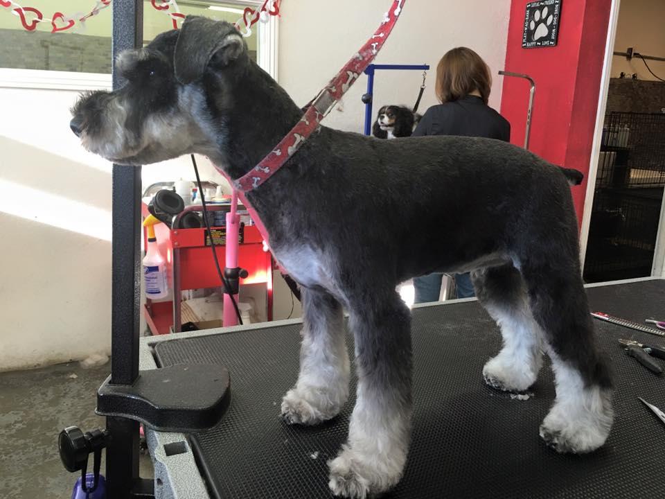 Pet Friendly Showtime Pet Grooming