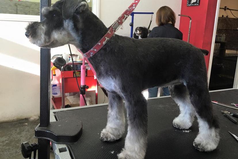 Directory of Pet Businesses in Morgan Hill, CA - BringFido Directory of Pet Businesses in Morgan Hill, CA - BringFido