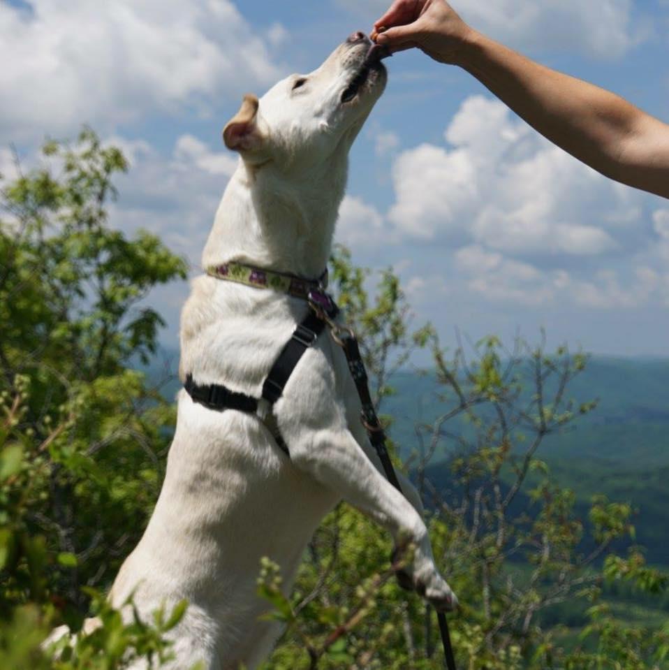 wake forest dog collar