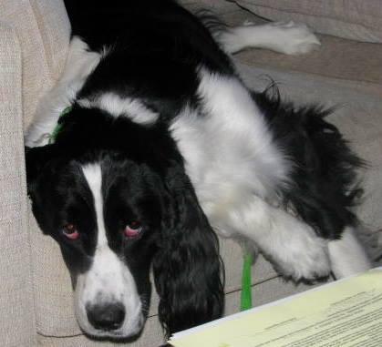 allways dog training