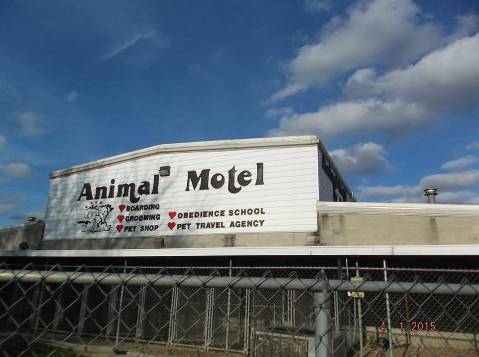 Pet Friendly Animal Motel