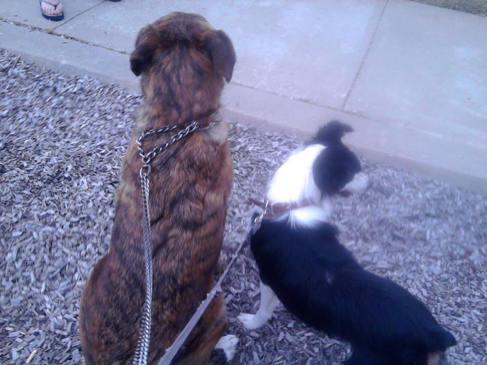 Carbondale Pet Services