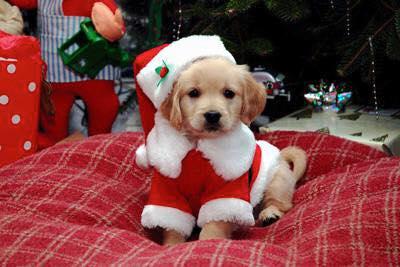 Pet Friendly Piper's Pet Pals