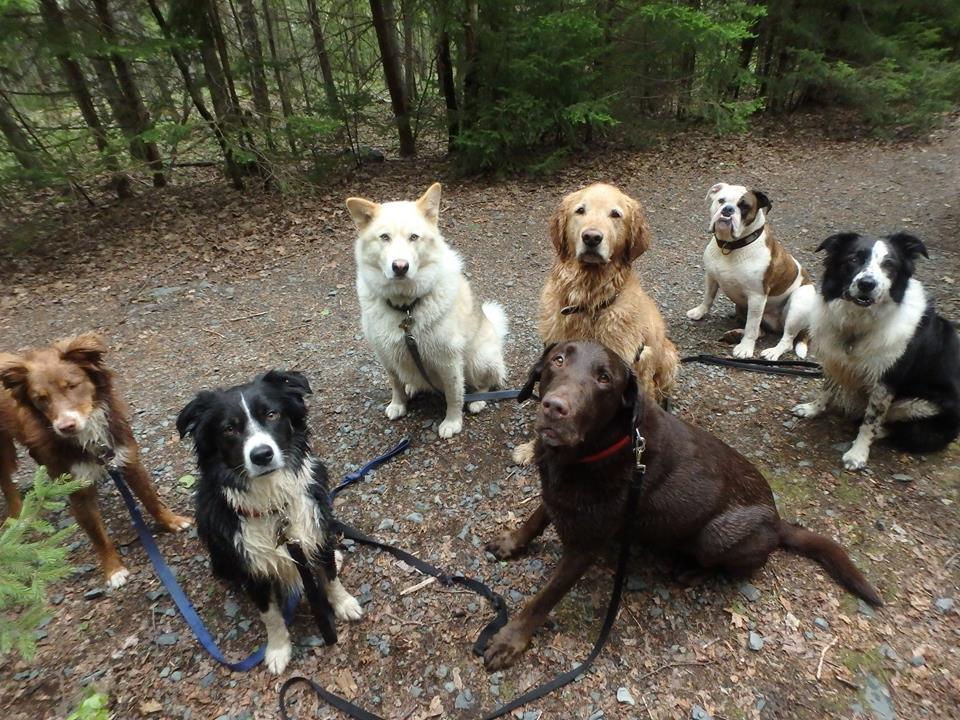 Directory Of Pet Sitters & Dog Walkers In Nova Scotia - BringFido