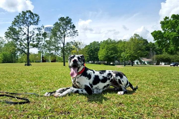 Pet Friendly Dog Obedience College of Memphis