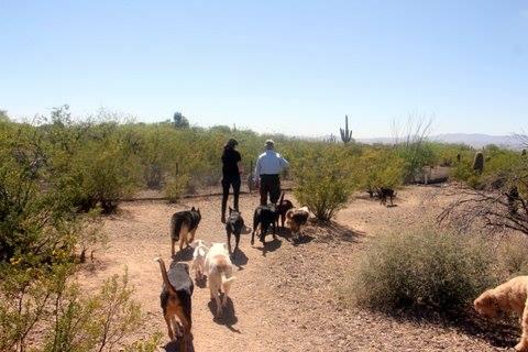 Pet Friendly Tucson Adventure Dog Ranch