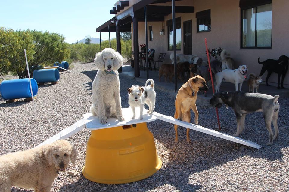 Tucson Adventure Dog Ranch