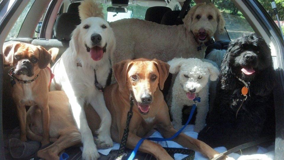 Happy Tails Pet Sitting