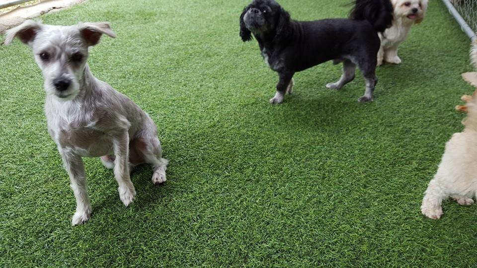 doggie boarding bringfido