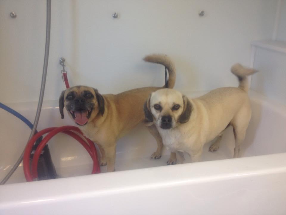 yankee clipper dog grooming