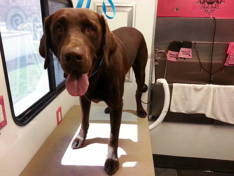 Doggie Diva Mobile Pet Grooming 2025