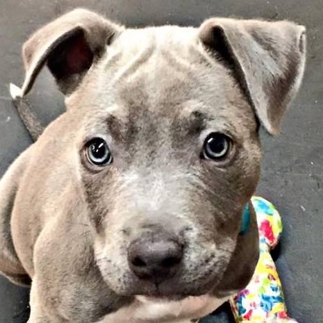 off leash k9 training e collar manual